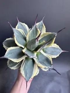 2025年最新】メリコ錦の人気アイテム - メルカリ