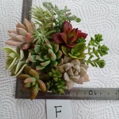 アンちゃん様 リクエスト 2点 まとめ商品