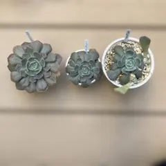 2025年最新】シャビアナの人気アイテム - メルカリ