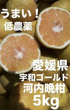 訳あり 愛媛県産 宇和ゴールド 河内晩柑 柑橘 10kg - メルカリ