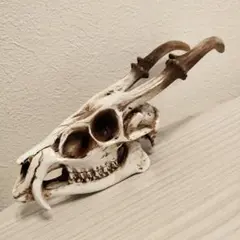鹿の頭蓋骨風 インテリアオブジェ