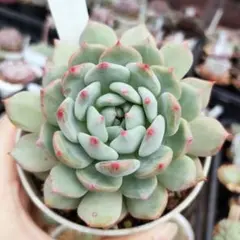 多肉植物 リンゼアナxホーリンゼ TYさん苗 自家受粉 - メルカリ