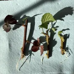 棘なしブラックベリーの挿し木（発根済み）