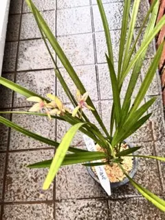 2025年最新】駿河蘭の人気アイテム - メルカリ