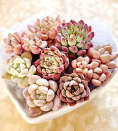 韓国苗8種(根付き) e-48