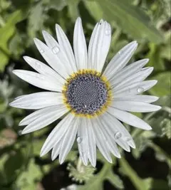 日々好日様 リクエスト 2点 まとめ商品