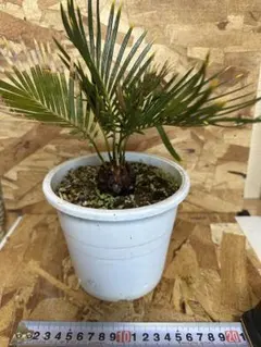 2026年最新】金環ソテツの人気アイテム - メルカリ