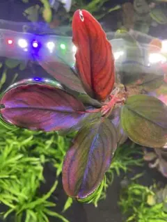 Bucephalandra sp. 彩雲 1株 - メルカリ