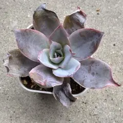 2026年最新】カンテ 多肉の人気アイテム - メルカリ