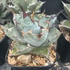 Agave 白鯨スーパーボール 極上選抜コレクション株 LED管理 - メルカリ