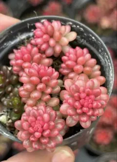 2025年最新】レッドベリー セダムの人気アイテム - メルカリ