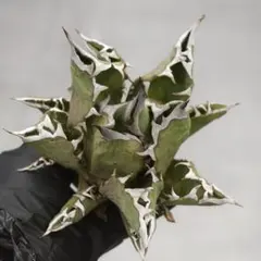 2025年最新】アガベ 清櫻の人気アイテム - メルカリ