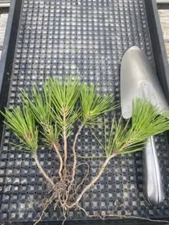 Karint様 リクエスト 3点 まとめ商品