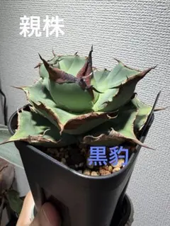 2025年最新】アガベ 黒豹の人気アイテム - メルカリ
