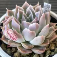 ☆non☆様 リクエスト 2点 まとめ商品