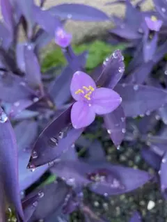 現品　斑入り　ムラサキゴテン　カット　2本　紫色ゴム imgrc0072592723.jpg