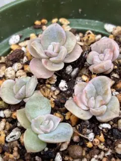 2025年最新】ラブリーローズ錦の人気アイテム - メルカリ