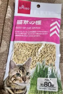 다이소 고양이 잔디 씨앗 약 80g