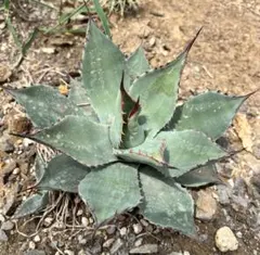 アガベ パリー ハイブリッド ホーチエンシス トランカータ agave レア株 アガベ パリー ハイブリッド ホーチエンシス トランカータ agave レア