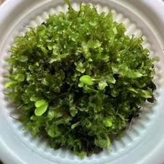 【激レア】P. ridleyi Pakarangリドレイパカラン前葉体 胞子体⑥