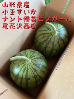 小玉すいか 2玉入り 新鮮 産地直送　山形県産　尾花沢西瓜　ピノガールのサムネイル