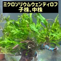 ミュウ様 リクエスト 3点 まとめ商品