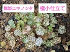 パルダリウム　屋久島　極姫ユキノシタ パルダリウム 屋久島 極姫ユキノシタ - メルカリ