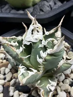 KR SHOP様 リクエスト 2点 まとめ商品