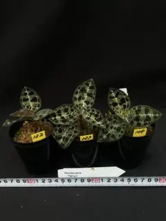 極上株】マコデス・ペトラ 斑入り個体 / ジュエルオーキッド【紫⑥