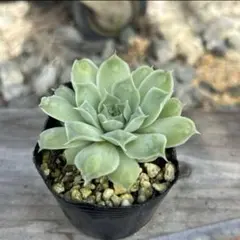 多肉植物 韓国苗 ジロのサムネイル