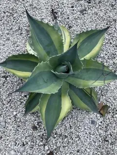 K*s様 アガベ オバティフォリア オルカ 地植えから抜いて、けっこう