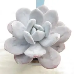 t*i様 ラウイ 原種 実生苗 多肉植物