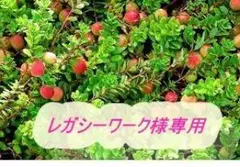 (^_-)-☆　歳末セール　クランベリー苗　ツルコケモモ　♡1のサムネイル