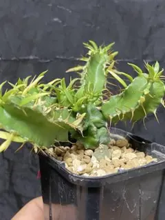 2025年最新】ユーフォルビアムランジーナの人気アイテム - メルカリ