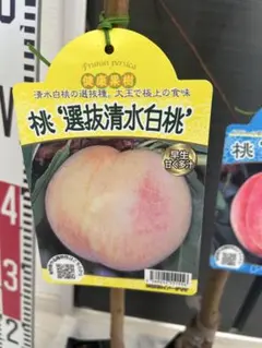 桃苗木2本セット　選抜清水白桃、日川白鳳　健康果樹