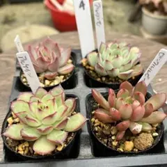 まぁこ様 リクエスト 2点 まとめ商品