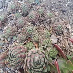 2026年最新】センペルビウムの人気アイテム - メルカリ