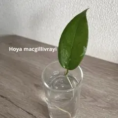 Hoya buotii ホヤ ブオティ カット苗 希少 - メルカリ