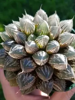 6063 ミラーボール 多肉植物 ハオルチア アロエ