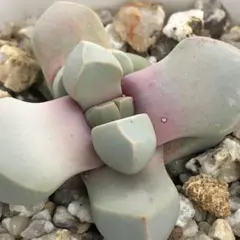 しんたろう様 リクエスト 3点 まとめ商品