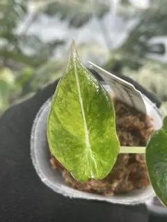 アロカシア マハラニ ゴールド 芋 1つ - メルカリ