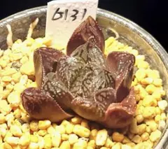 6131 網目 GARNET 多肉植物 ハオルチア アロエ