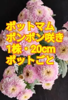 菊苗 ポットマム ポンポン咲き 1株 20cm ポットごと発送のサムネイル