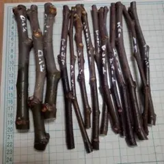 2025年最新】いちじく穂木の人気アイテム - メルカリ