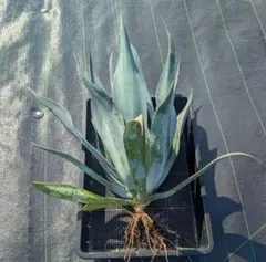 2026年最新】アガベ アメリカーナの人気アイテム - メルカリ
