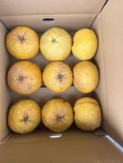 愛媛県産✨❣️木なり夏みかん５キロ(無化学肥料、、農薬なしのサムネイル