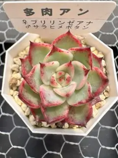 多肉植物 中里リンゼアナ自家受粉種子⑥ - メルカリ