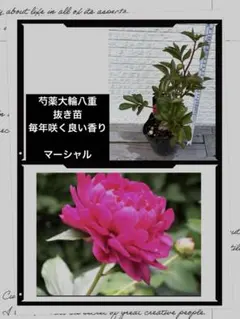 芍薬　 マーシャル①苗 濃いローズピンク　大輪八重咲き　良い香り　抜き苗　宿根草のサムネイル