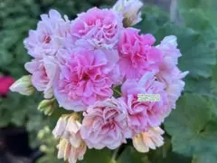 レアゼラニウム開花苗 - メルカリ
