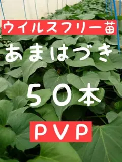 さつまいも苗【ふくむらさき100本】【紫芋】【ウイルスフリー切り苗
